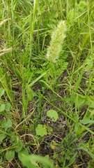 Trisetaria panicea