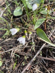 Claytonia lanceolata