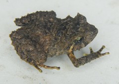 Pristimantis leoni