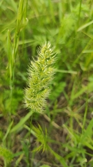 Trisetaria panicea