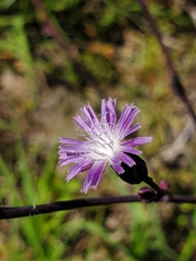 Lactuca graminifolia