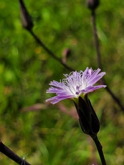 Lactuca graminifolia