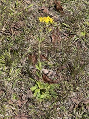 Arnica fulgens