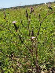 Lactuca graminifolia