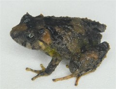 Pristimantis leoni