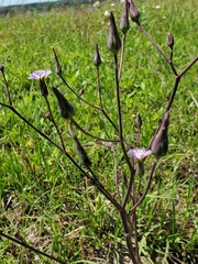 Lactuca graminifolia