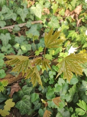 Acer platanoides