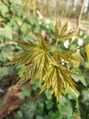 Acer platanoides