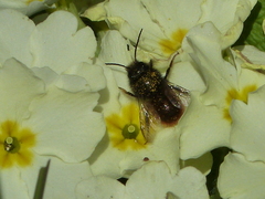Osmia cornuta