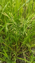 Festuca geniculata