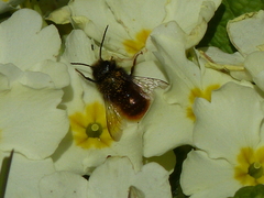 Osmia cornuta