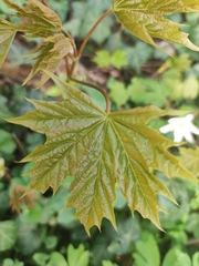 Acer platanoides
