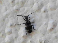 Microhoria