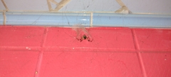 Nephilingis cruentata