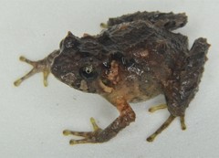 Pristimantis leoni