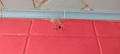 Nephilingis cruentata