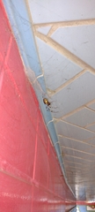 Nephilingis cruentata