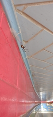 Nephilingis cruentata
