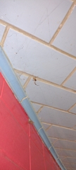 Nephilingis cruentata