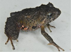 Pristimantis leoni