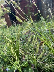 Carex prasina