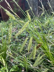Carex prasina