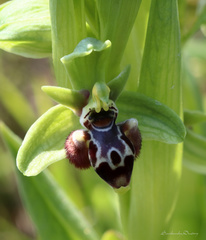 Ophrys umbilicata