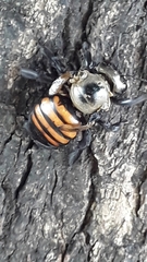 Xylocopa frontalis