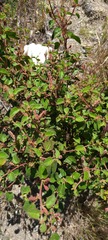 Acalypha californica