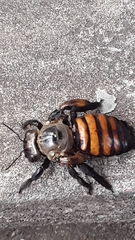 Xylocopa frontalis