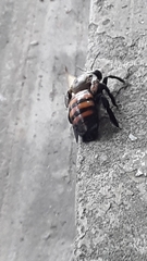 Xylocopa frontalis