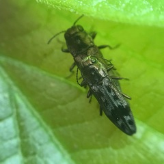 Agrilus lecontei celticola