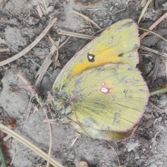 Colias fieldii fieldii