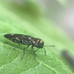 Agrilus fallax