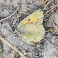 Colias fieldii fieldii
