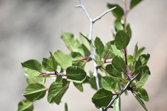 Prunus fremontii
