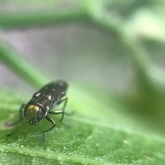 Agrilus fallax
