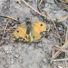 Colias fieldii fieldii