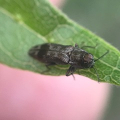 Agrilus lecontei celticola