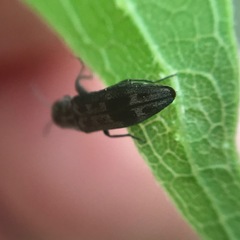 Agrilus lecontei celticola