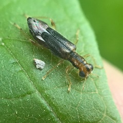 Phyllobaenus verticalis