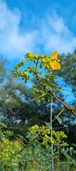Cassia abbreviata