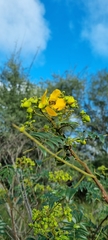 Cassia abbreviata