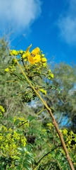 Cassia abbreviata