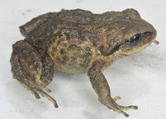 Pristimantis curtipes