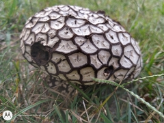 Calvatia cyathiformis