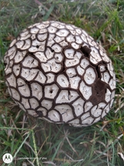 Calvatia cyathiformis