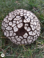 Calvatia cyathiformis