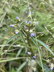 Exacum oldenlandioides