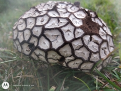 Calvatia cyathiformis